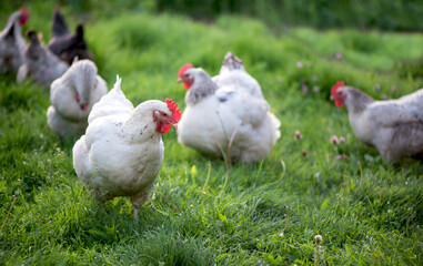Rooster and Chickens. Free Range Cock and Hens