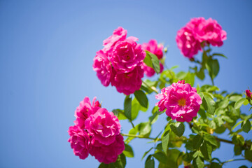 Beautiful climbing roses in spring in the garden