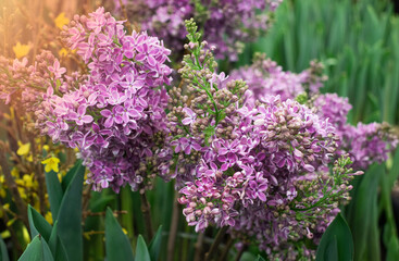 Obraz premium lilac flower in the garden in spring