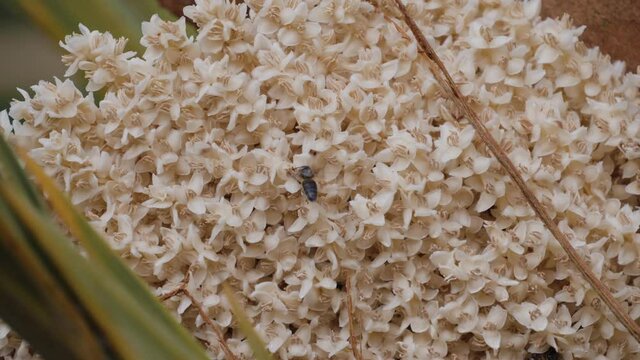 Detail, closeup of Moroccan date palm flower with bees from a male date palm. Pollination, environmental nature background footage.