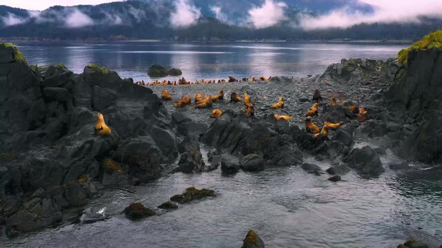 A herd of sea lions on an island in Kachemak Bay, Alaska.