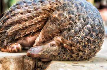 Endangered Pangolin or scaly anteaters. Unique mammals covered with scales.