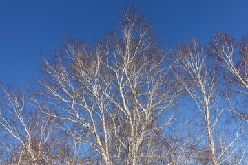 The bare branches of the trees in the sunshine on the background of blue sky.