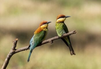 Pair of Chestnut-headed bee-eaters or Merops leschenaulti perching on tree branch , Thailand