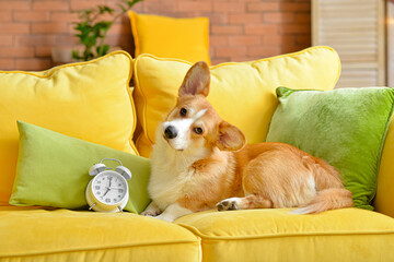 Cute dog with alarm clock on sofa at home