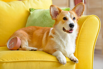 Cute dog with alarm clock on sofa at home