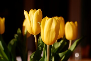 Naklejka premium Gelbe Tulpen
