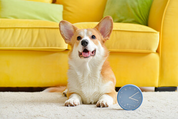 Cute dog with alarm clock at home