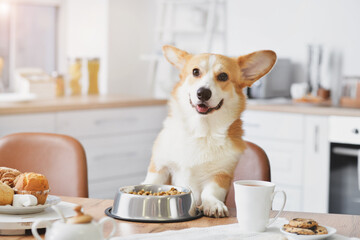 Cute funny dog at table in kitchen