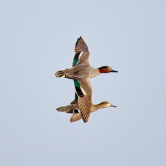 wild ducks flying against blue sky (anas crecca)