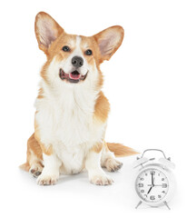 Cute dog with alarm clock on white background