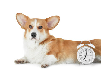 Cute dog with alarm clock on white background