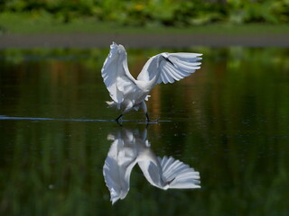 the little egret fishing in natural habitat (egretta garzetta)