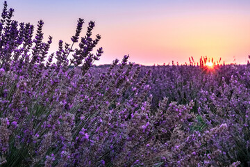 Obraz premium Lavender fields at sunrise, a picturesque landscape with blooming flowers