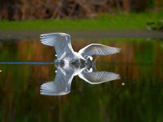 the little egret fishing in natural habitat (egretta garzetta)