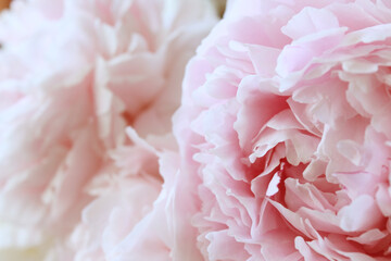beautiful pink peony flower with soft gentle petals