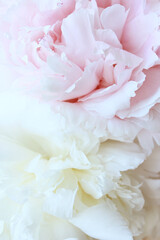 Obraz na płótnie Canvas beautiful pink peony flower with soft gentle petals