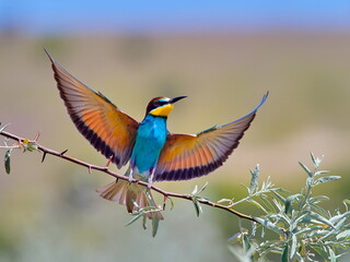 european bee-eaters (Merops Apiaster) in natural habitat