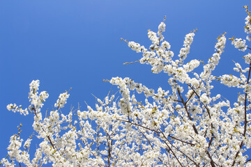 Beautiful composition with cherry blossom tree branch - beautiful white flowers against blue sky background with copy space. Spring and allergy season concept. Selective focus