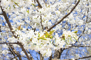 Cherry blossom tree - beautiful white flowers against blue sky background with copy space. Spring and allergy season concept. Selective focus, close up view