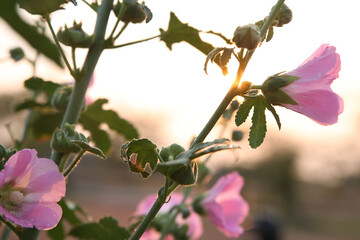 Beautiful hollyhock is growing in a garden. Pink flower of hollyhock on blur background.