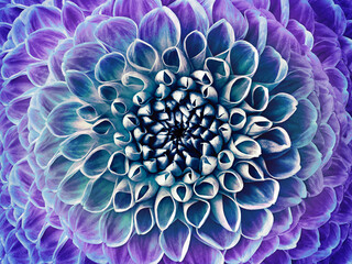 Dahlia blue-purple flower.  Macro. Motley big flower. Background from a flower. Nature.