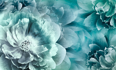 Floral blue background. Flowers and peony petals. Flower composition. Nature.
