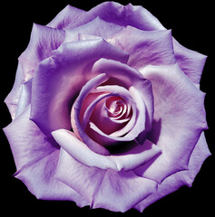 daisy flower purple. Flower isolated on black background. No shadows with clipping path. Close-up. Nature.