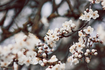 tree blossom with small white flowers at springtime