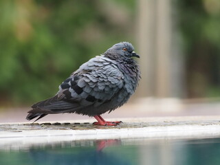 a city pigeon enjoying bathing the water in a swimming pool with reflection

