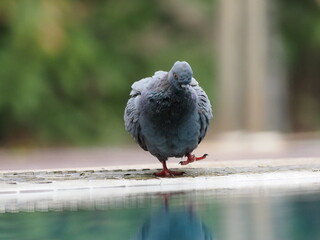 a city pigeon enjoying bathing the water in a swimming pool with reflection
