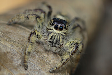Close up of samantha jumping spider on the  leaf.
