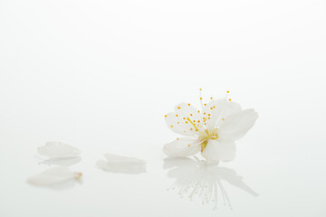 Obraz premium 桜の花びら