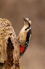 Syrian Woodpecker in the forest