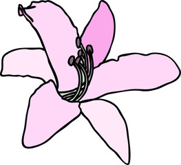 Purple lily flower on white background. Vector illustration.