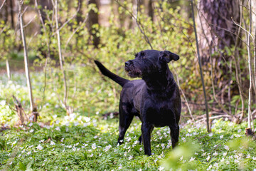 Spring flowers and black dog in the forest