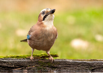Eurasian Jay portrait in the forest