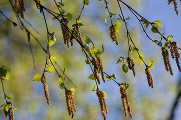 Bunches of birch catkins on branches in the spring flowering period