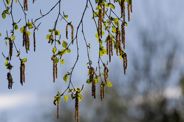 Spring scene with birch catkins on branches in the background of the sky