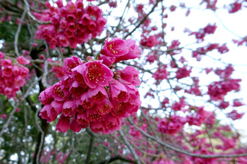 重そうに枝垂れる寒緋桜／　Cerasus campanulata Masam