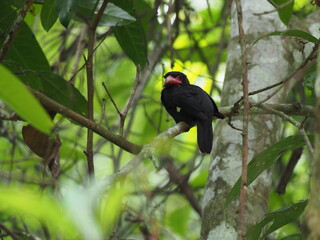 Fototapeta premium Beautiful of Black bird, Beautiful of Broadbill, Dusky broadbill ( Corydon sumatranus )