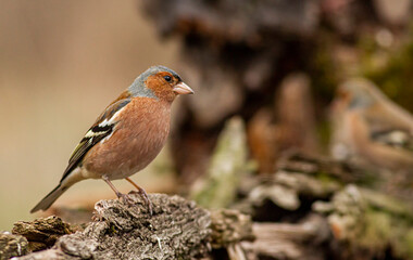 Common Chaffinch in the forest