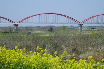 荒川水道橋と堤防のナノハナ／埼玉県鴻巣市