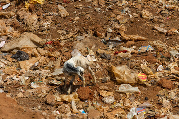 Goat in Garbage