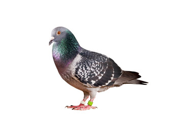 full body of speed racing pigeon bird isolate white background