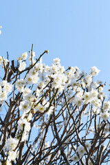 白梅の花
