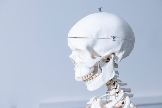 Menschliches Skelett aus Kunststoff zum medizinischen Anschauungsunterricht