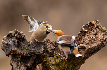 Hawfinches in the winter forest