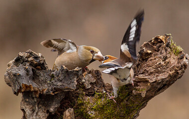 Hawfinches in the winter forest