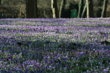 Crocus carpet on a meadow in the park